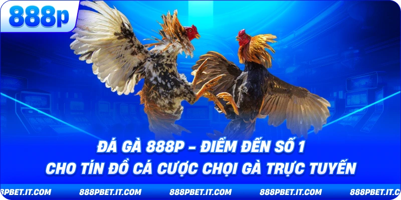 Đá Gà 888P - Điểm Đến Số 1 Cho Tín Đồ Cá Cược Chọi Gà Trực Tuyến