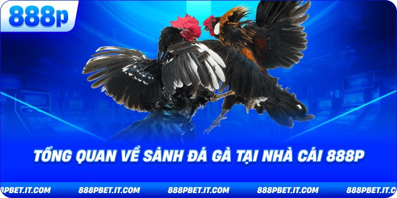 Tổng Quan Về Sảnh Đá Gà Tại Nhà Cái 888P